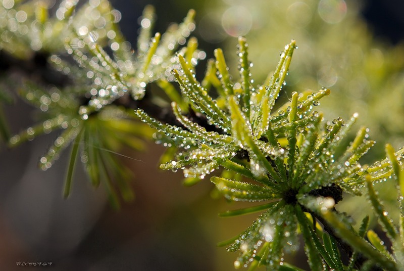 Image of Larix cajanderi specimen.