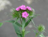 Dianthus barbatus. Верхушка цветущего растения. Иркутск, во дворе жилого дома, на клумбе. 25.06.2016.