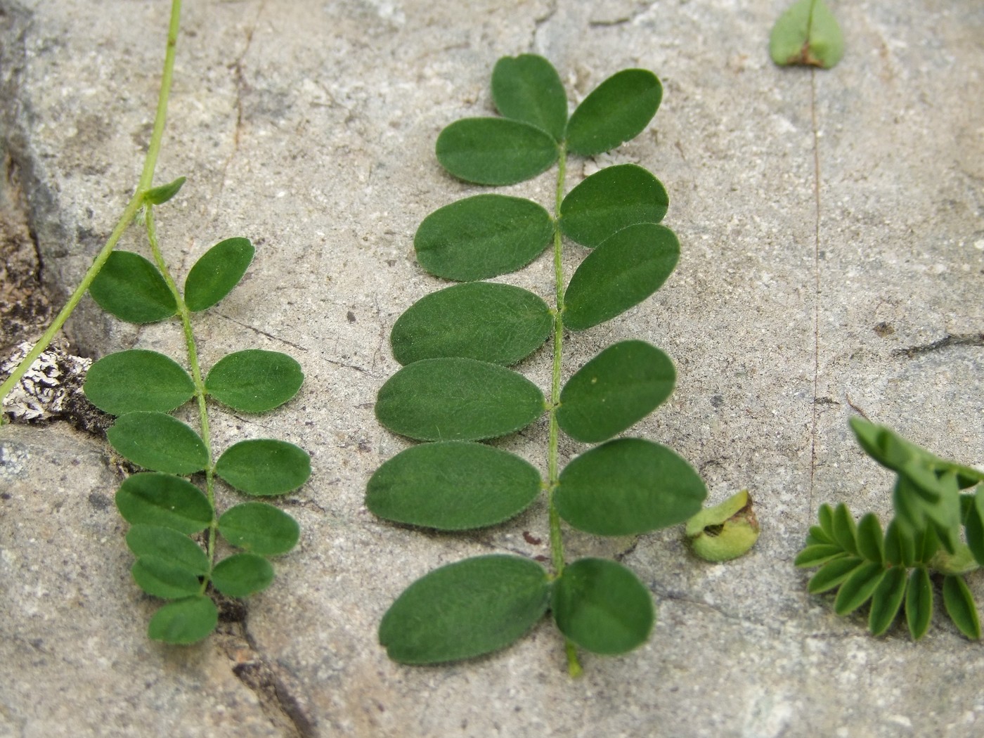 Изображение особи Astragalus vallicoides.