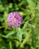 Trifolium pratense. Соцветие и сегменты листа. Амурская обл., Бурейский р-н, окр. с. Малиновка. 18.07.2016.