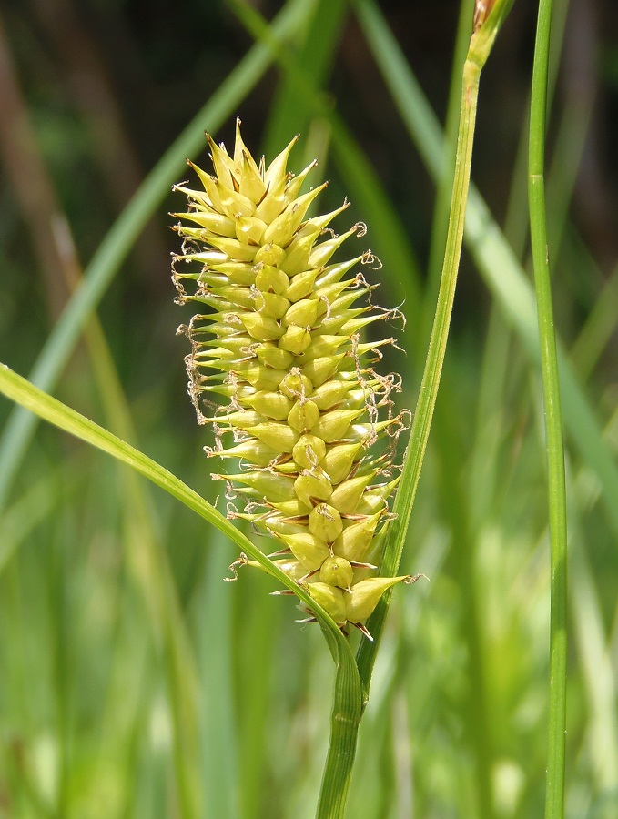 Image of Carex vesicaria specimen.