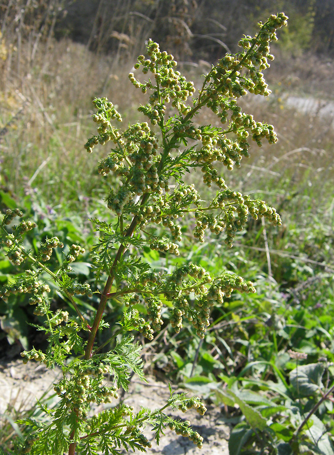 Изображение особи Artemisia annua.