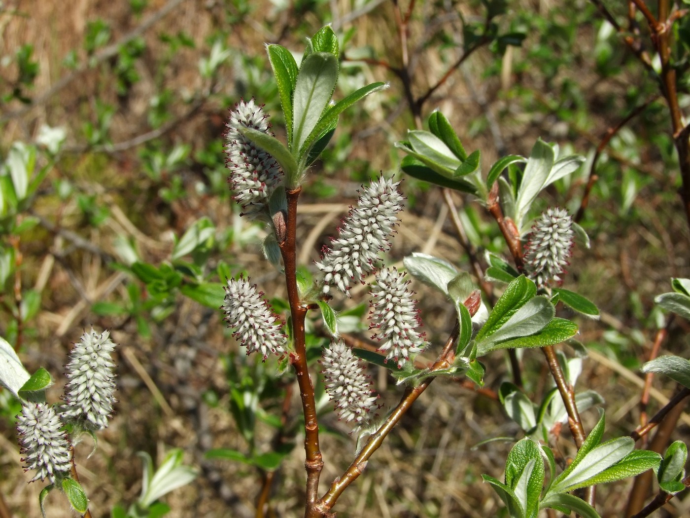 Изображение особи Salix krylovii.