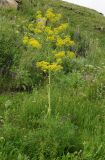 Ferula songarica. Цветущее растение. Восточный Казахстан, Кокпектинский р-н, 25 км в горы от с. Пантелеймоновка, сопка, ок. 1000 м н.у.м. 14.06.2016.