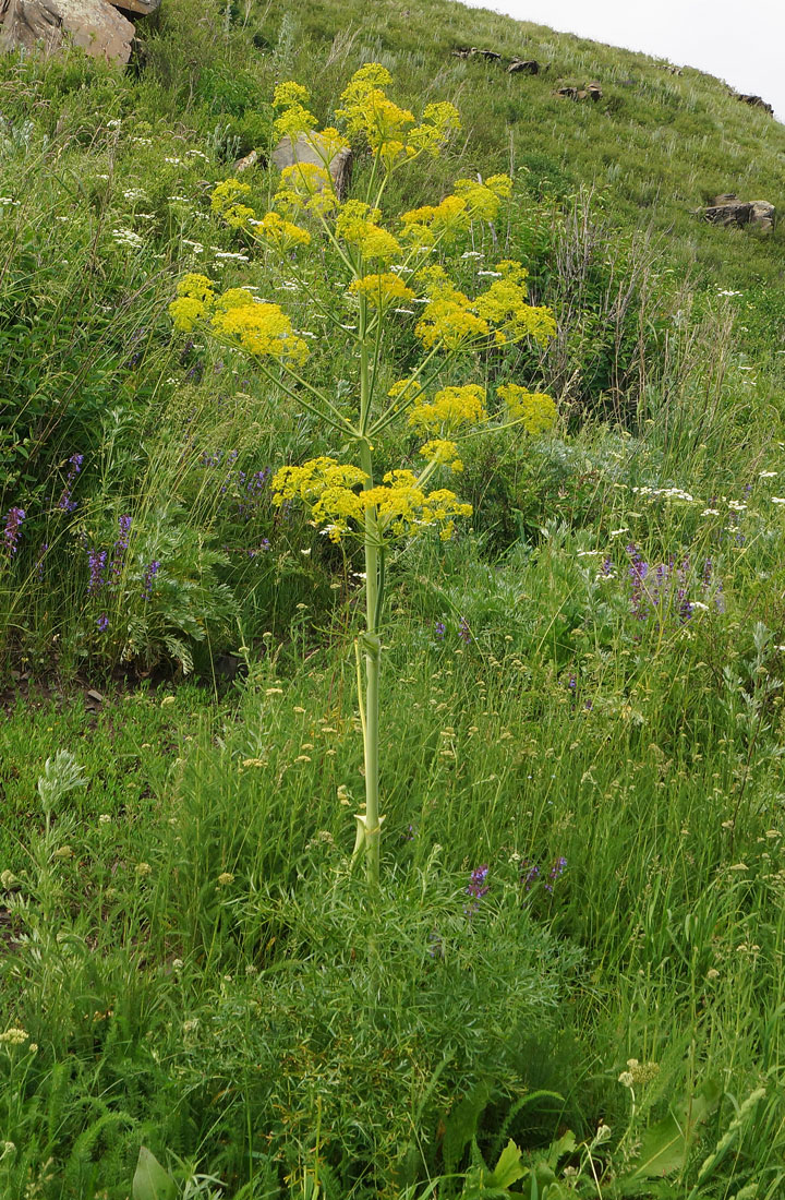 Изображение особи Ferula songarica.