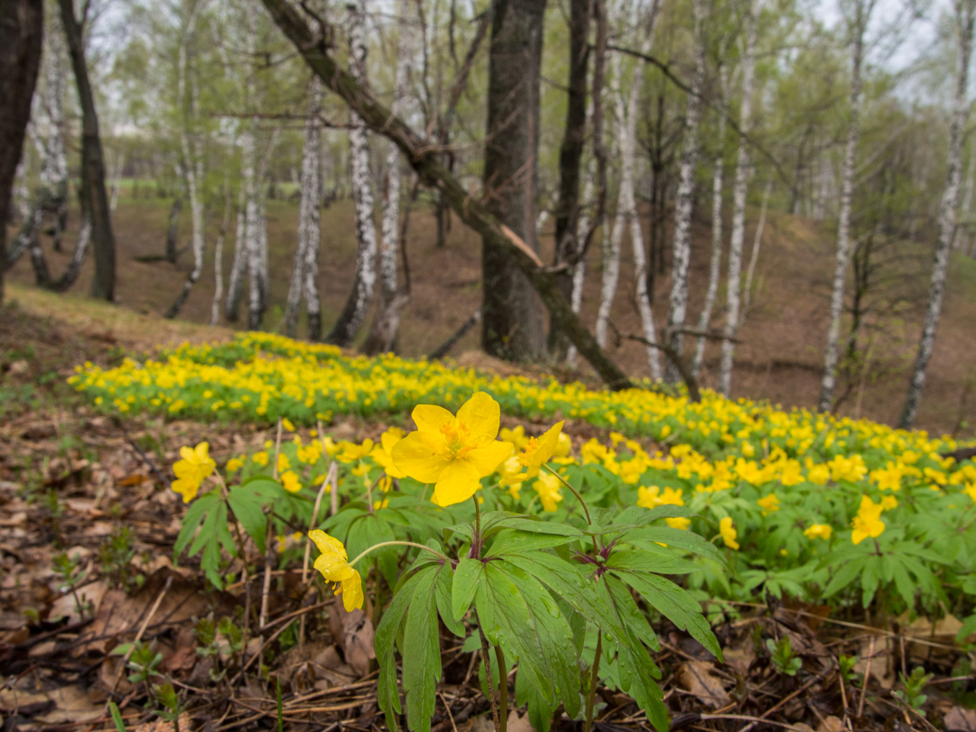 Image of Anemone ranunculoides specimen.