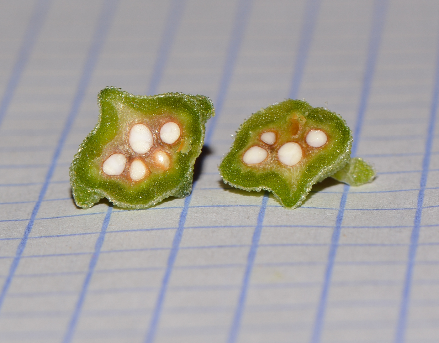 Image of Tetragonia tetragonoides specimen.