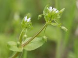 Stellaria neglecta. Верхушка цветущего растения. Ростов-на-Дону, Ботанический сад ЮФУ. 22.04.2015.