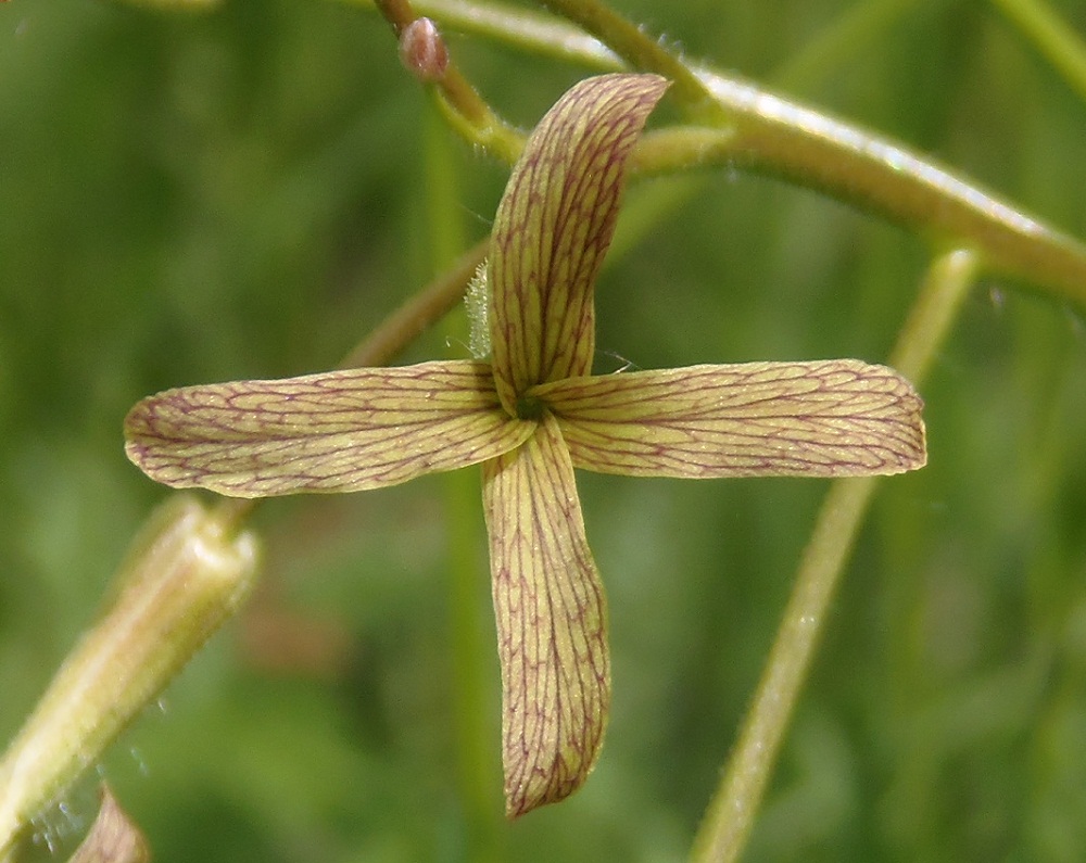 Изображение особи Hesperis tristis.