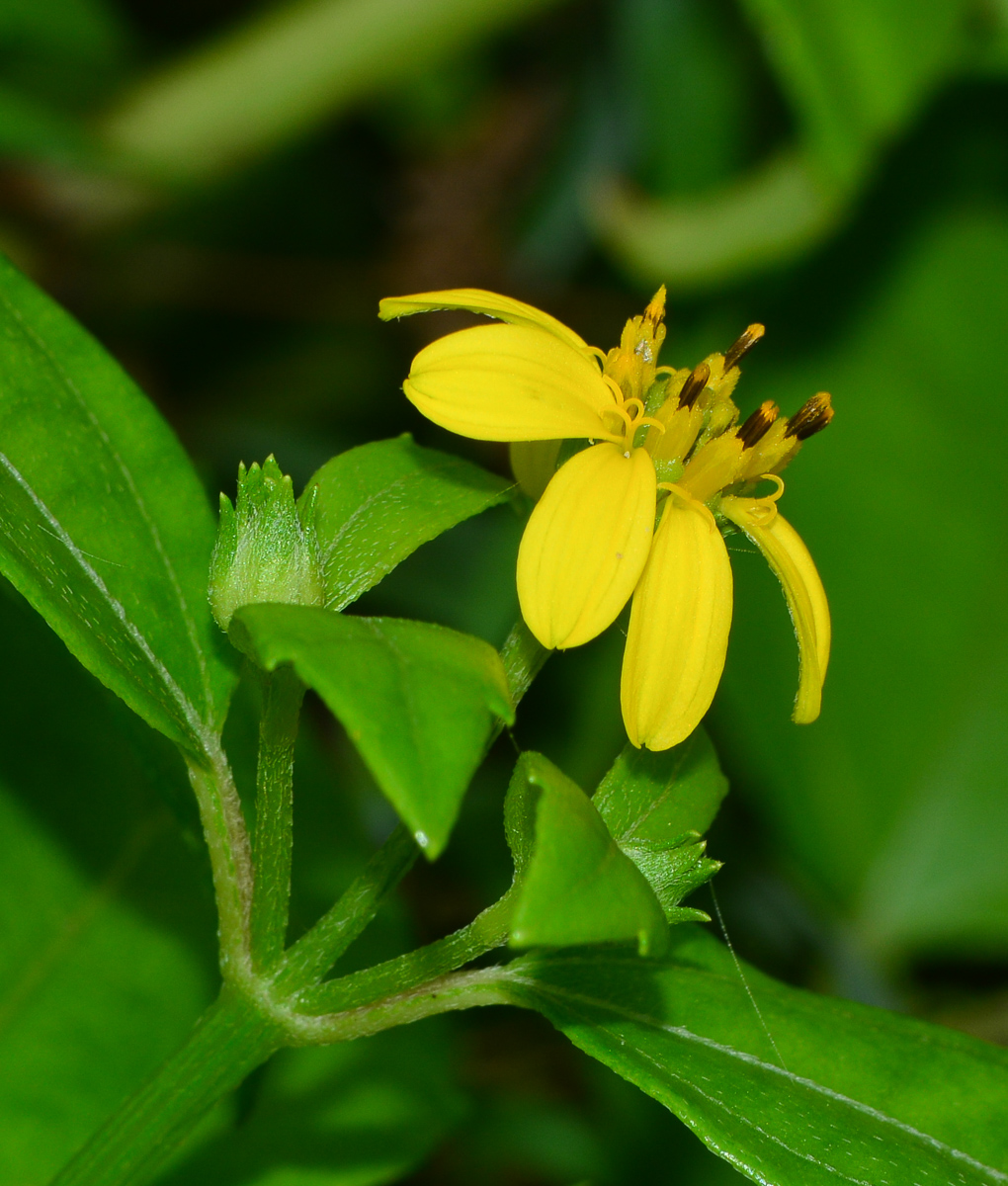 Image of Melanthera biflora specimen.