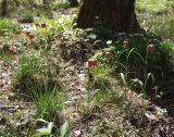 Fritillaria meleagris