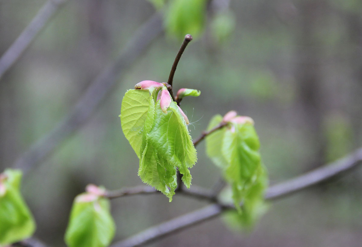 Image of Tilia cordata specimen.