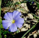 Linum squamulosum