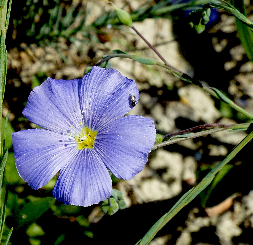 Изображение особи Linum squamulosum.