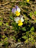 Viola tricolor