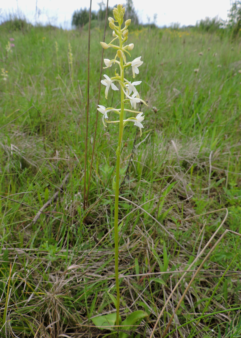 Изображение особи Platanthera bifolia.