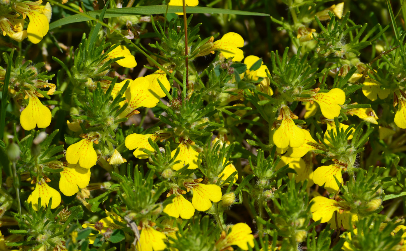 Image of Ajuga chia specimen.