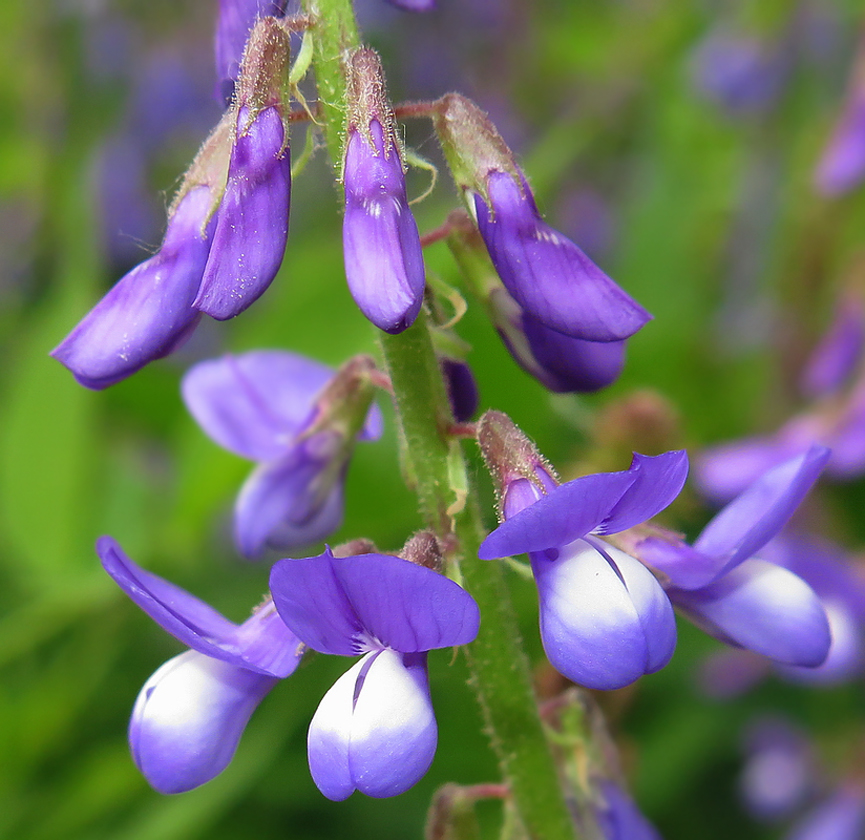 Изображение особи Galega orientalis.