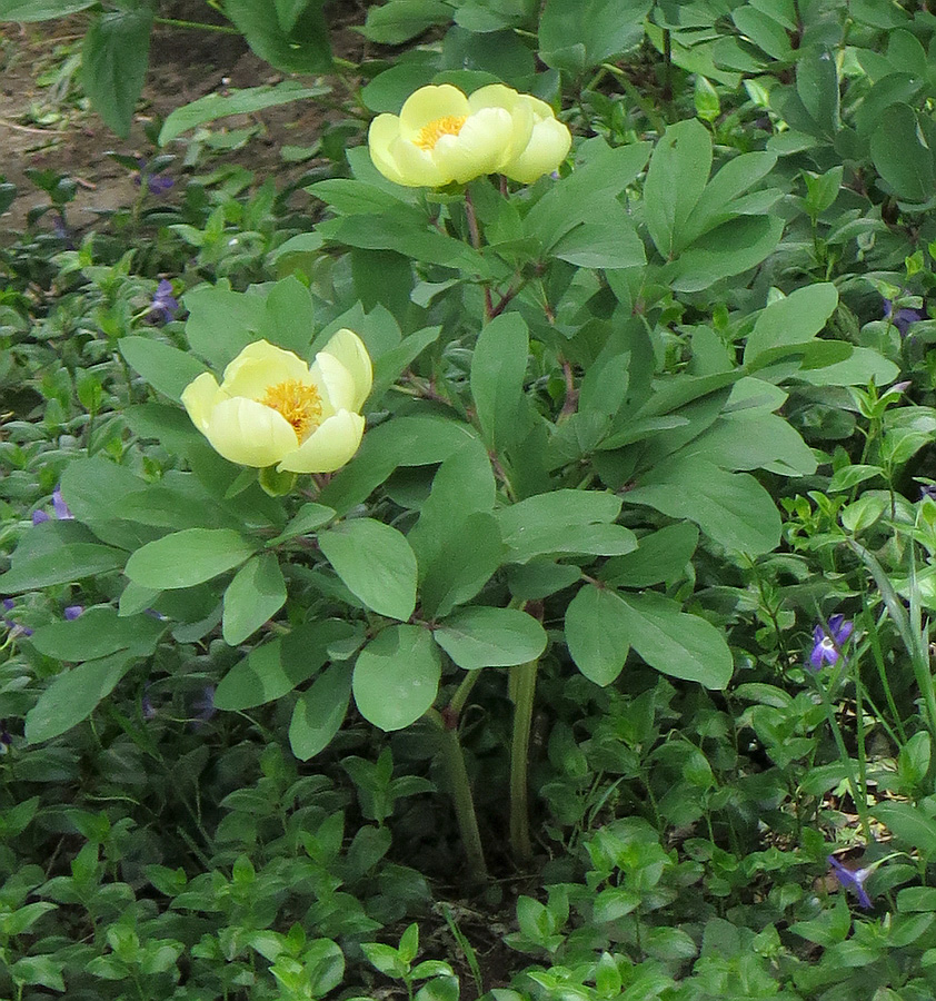 Изображение особи Paeonia mlokosewitschii.