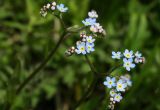 Myosotis palustris