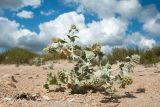 Eryngium maritimum. Цветущее растение. Краснодарский край, Темрюкский р-н, окр. пос. Весёловка, Бугазская коса, песчано-ракушечный пляж. 08.07.2017.