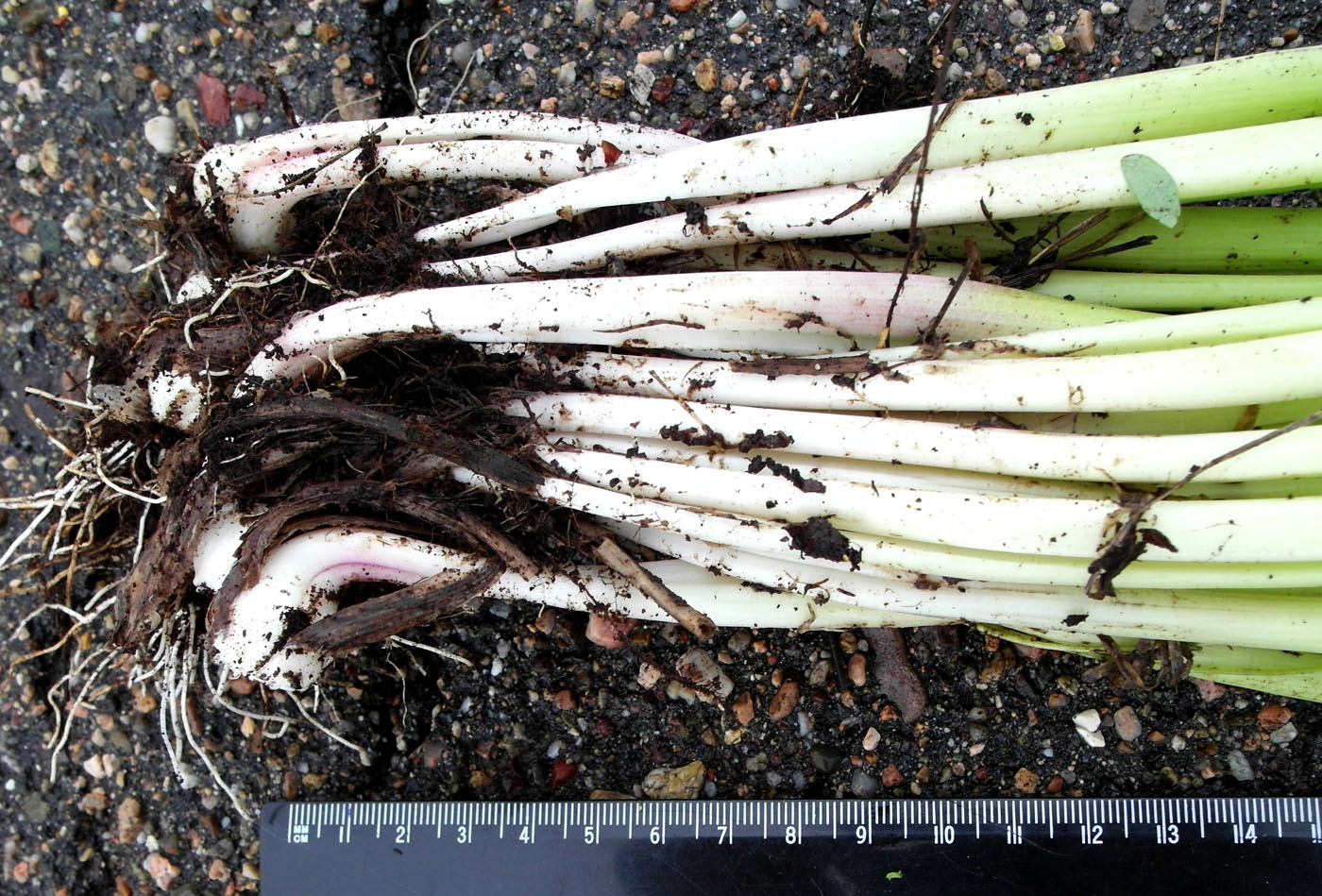 Image of Allium schoenoprasum specimen.