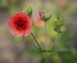 Potentilla nepalensis