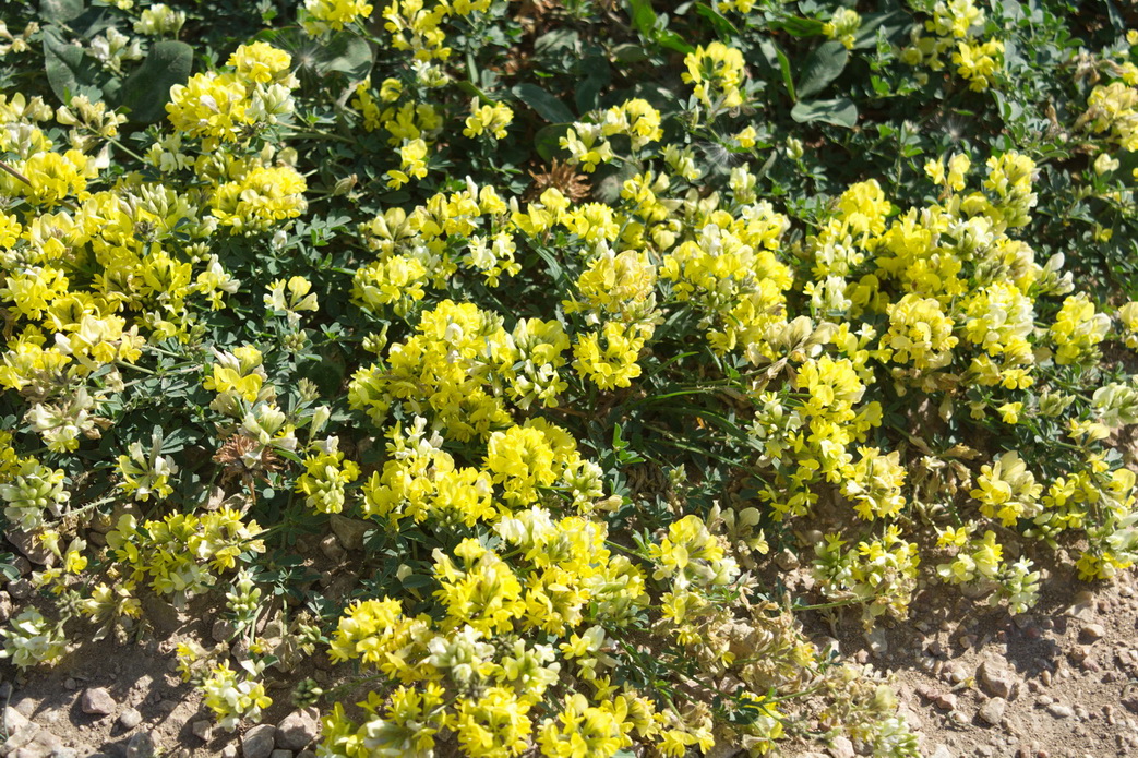 Изображение особи род Medicago.