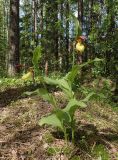 Cypripedium calceolus