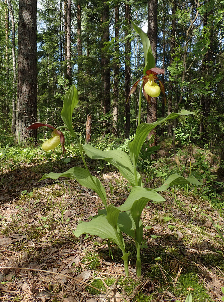 Image of Cypripedium calceolus specimen.