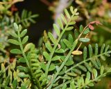 Bursera microphylla. Листья (вид с абаксиальной стороны). Израиль, впадина Мёртвого моря, киббуц Эйн-Геди. 24.04.2017.