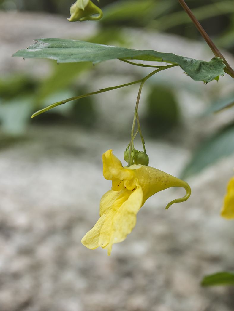 Image of Impatiens noli-tangere specimen.