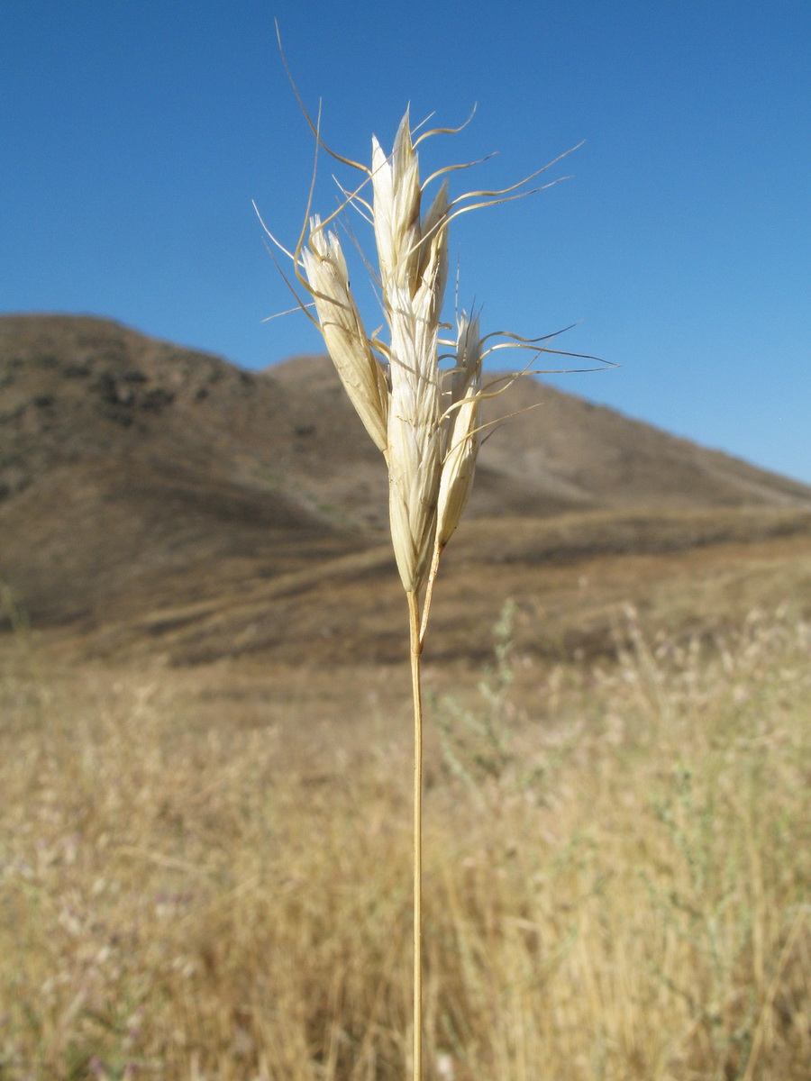 Image of Bromus danthoniae specimen.