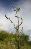 Artemisia campestris