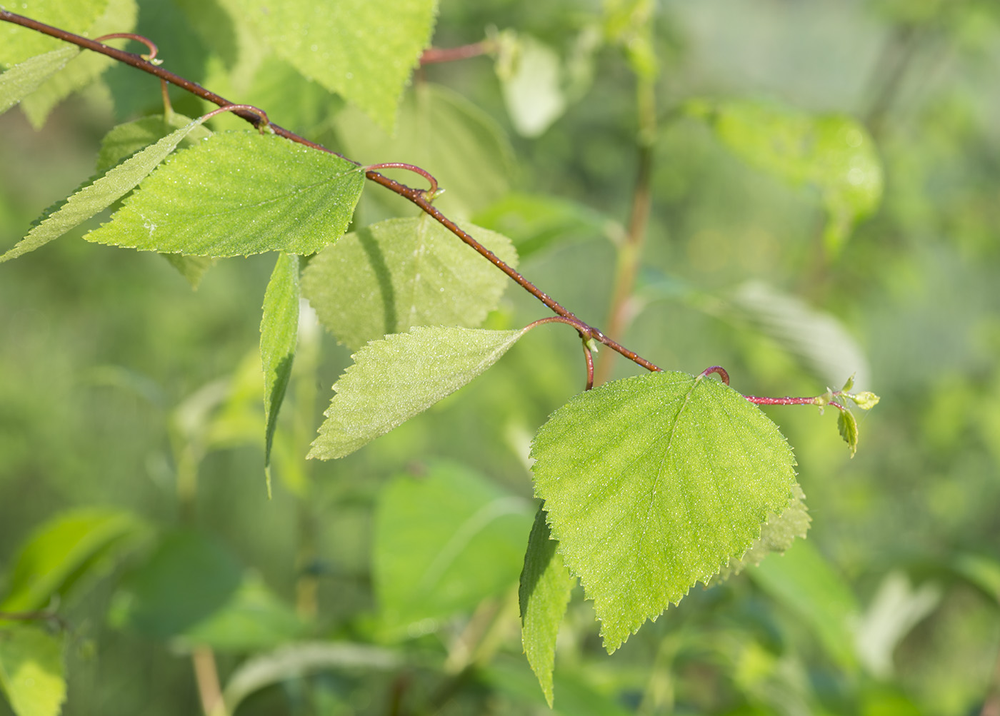 Изображение особи Betula &times; aurata.