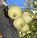 Malus domestica. Часть ствола дерева с плодами. Узбекистан, Ташкентская обл., зап. отр. Чаткальского хр., окр. кишлака Учтерак, обочина дороги. 26.09.2017.