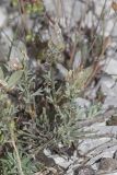 genus Genista