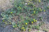 Potentilla tergemina