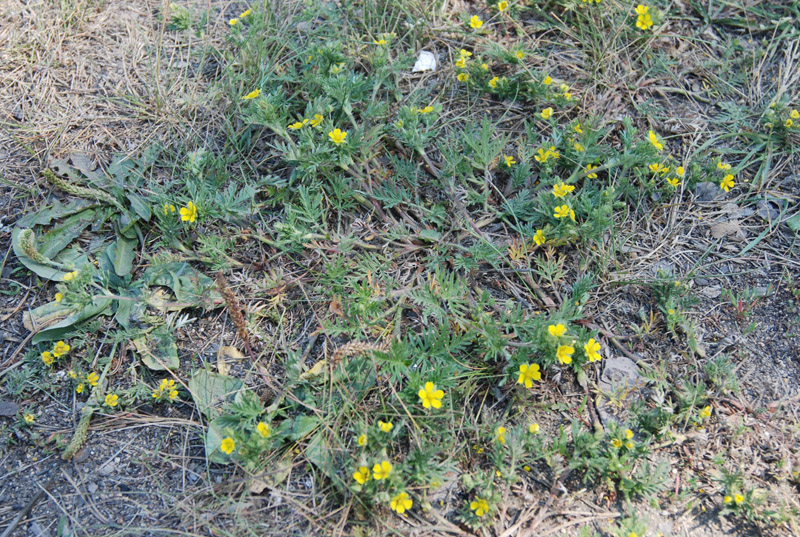 Изображение особи Potentilla tergemina.