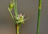 Juncus decipiens