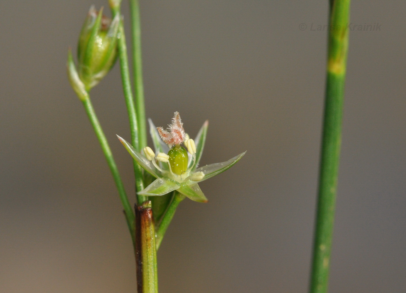 Image of Juncus decipiens specimen.