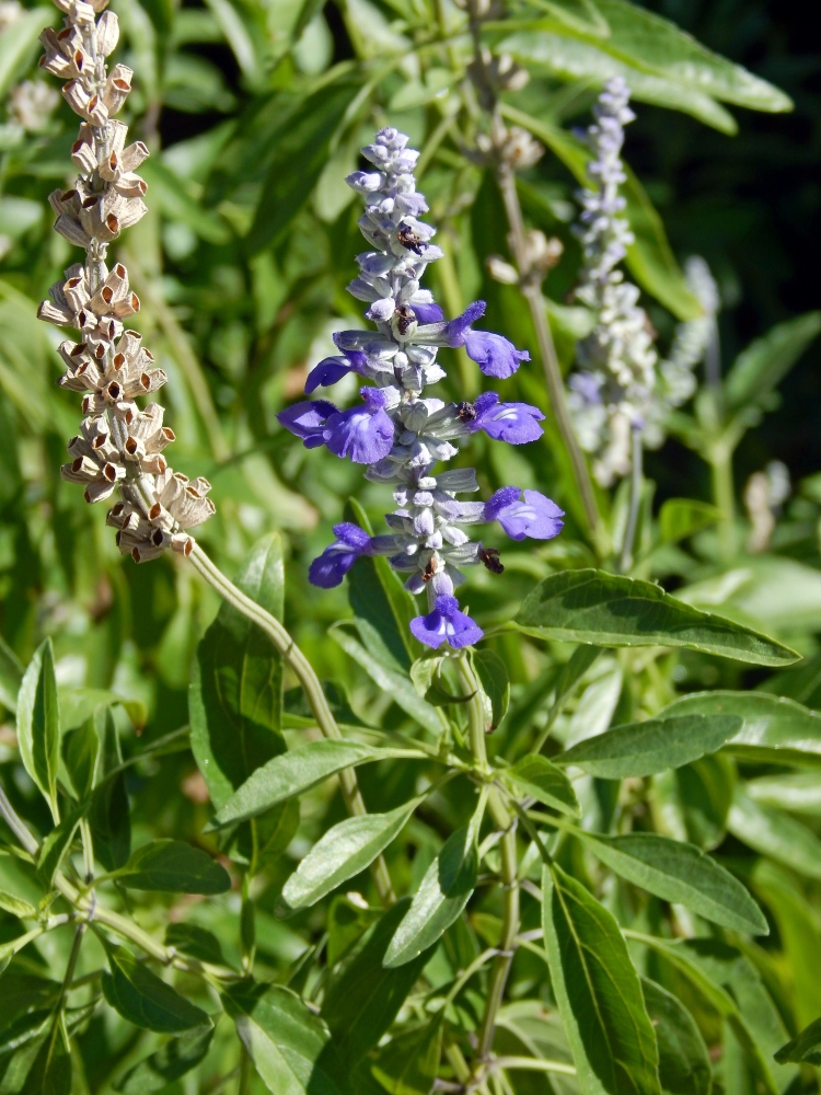 Image of Salvia farinacea specimen.