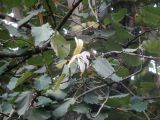 Pterospermum acerifolium. Ветви с цветком и бутонами. Австралия, г. Брисбен, ботанический сад. 25.12.2016.
