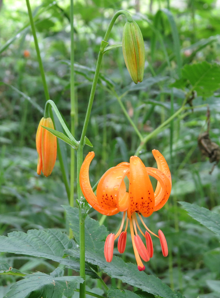 Image of Lilium debile specimen.