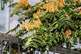 Ailanthus altissima