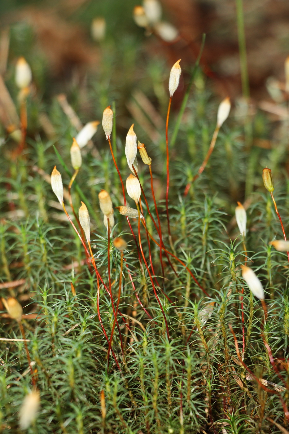 Изображение особи Polytrichum commune.