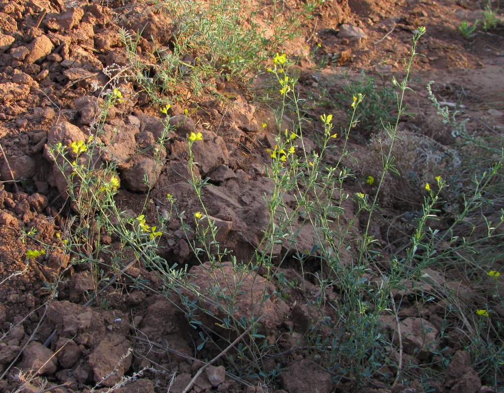 Изображение особи Medicago cancellata.