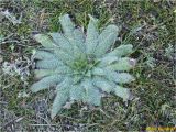 Echium vulgare. Вегетирующее растение. Украина, г. Николаев, Заводской р-н, парк \"Лески\", опушка соснового леса. 28.12.2017.