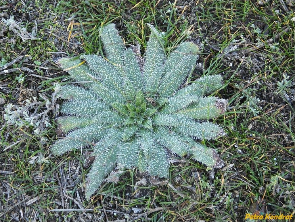 Изображение особи Echium vulgare.