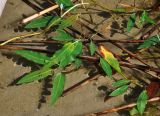 Persicaria amphibia. Верхушки побегов. Тверская обл., оз. Селигер, о-в Хачин, на мелководье у берега. 27.08.2016.